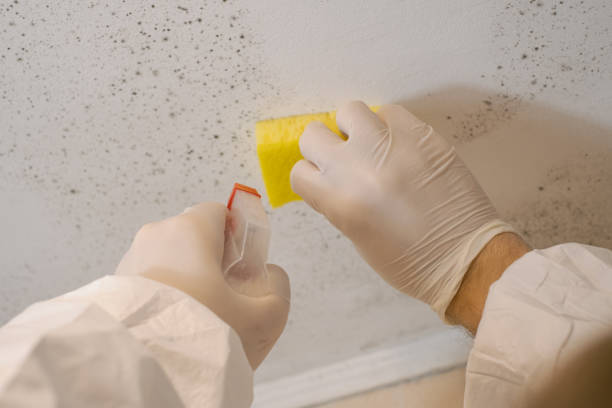 Best Black Mold Removal  in Troy Hills, NJ